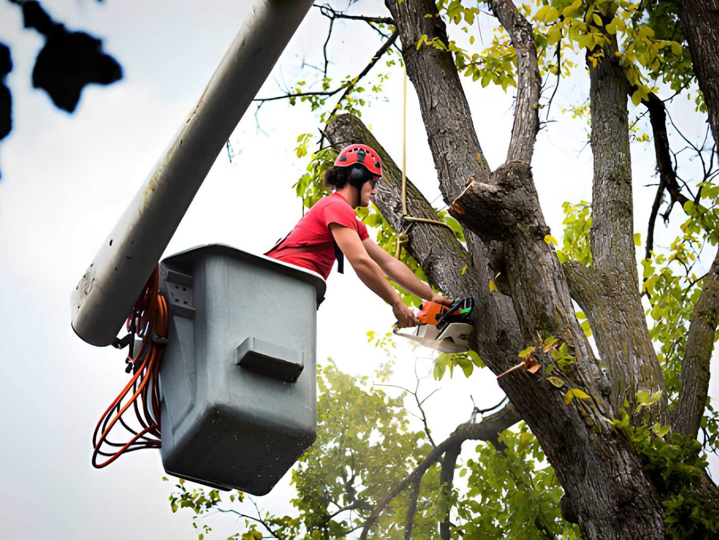 Professional tree removal and arborist service
