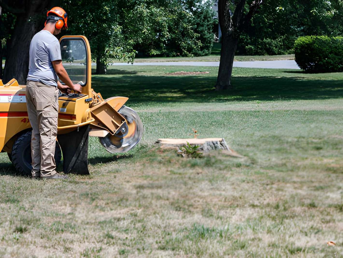 Professional stump removal using stump grinder