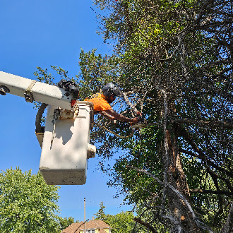 Professional tree removal and arborist service